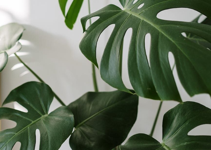 Indoor Plants – the VOC solution